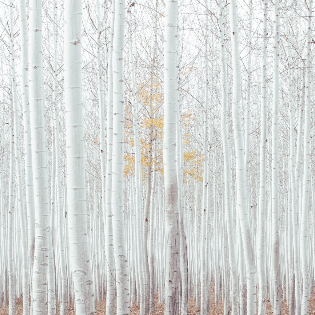 silver birch forest