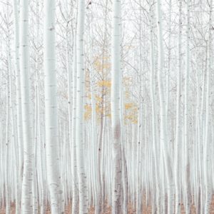 silver birch forest