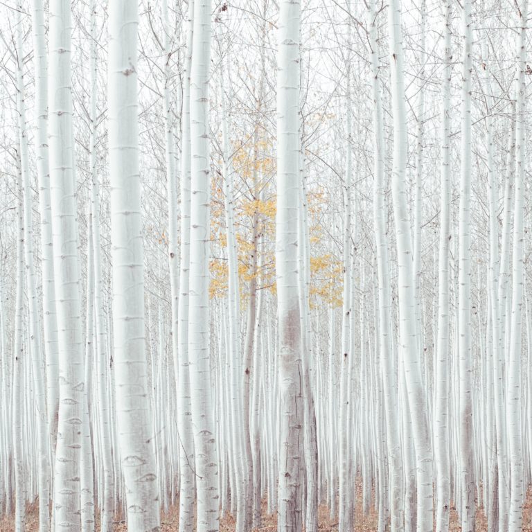 silver birch forest