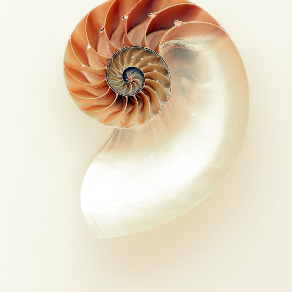 spiral sea shell