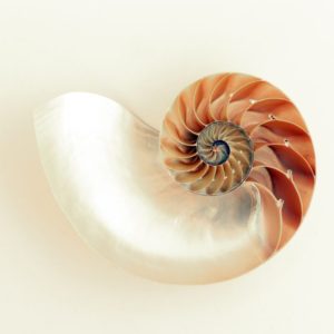 spiral sea shell