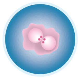 Graphic of egg and sperm in IVF petrie dish